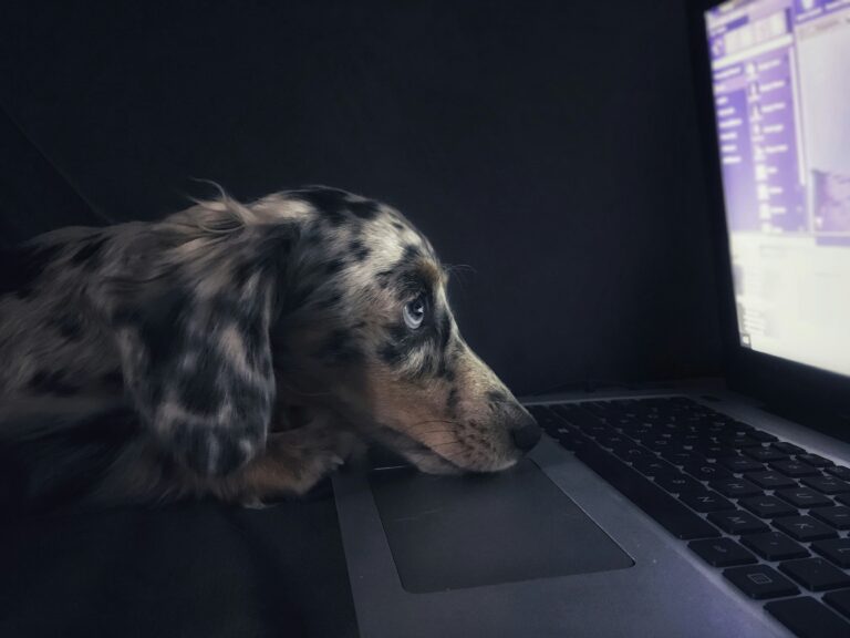 dog looking at computer