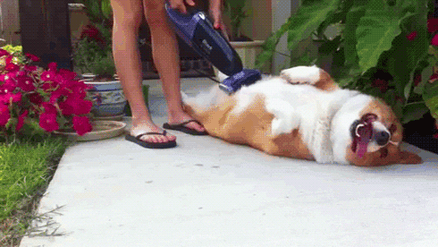 dog being vacuumed