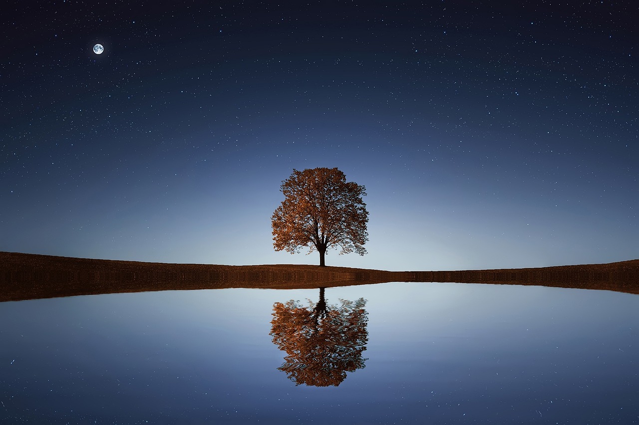 tree reflecting in lake